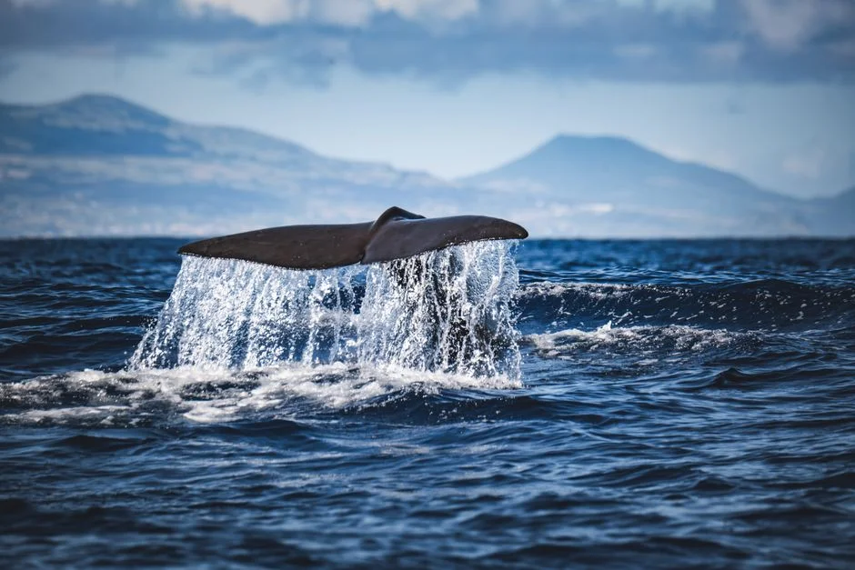 Azores Smashes Air Connectivity Record — Investors Eye Atlantic Hub Potential — Technology