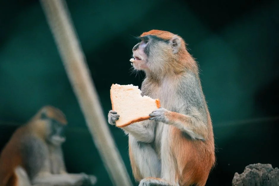 Baboon Opens Car Like a Human in South Africa — Watch the Viral TikTok