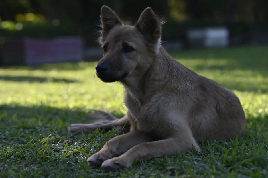 BBC Exposes Ugandan Dog Scam — UK Donors Face Billions in Losses — Economy Business