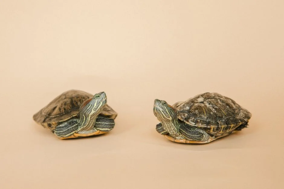 Beijing Exposes Alleged 'Spy Turtles' in Chinese Waters — and the Stakes Are High — World News