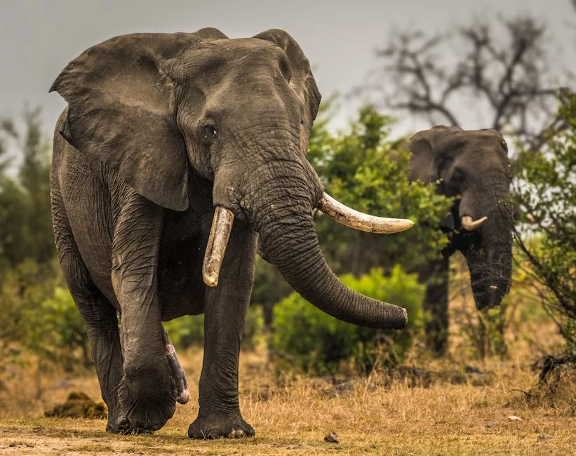 Buffett-Backed African Parks Seeks Local Tourism Boost for White Rhino Rescue