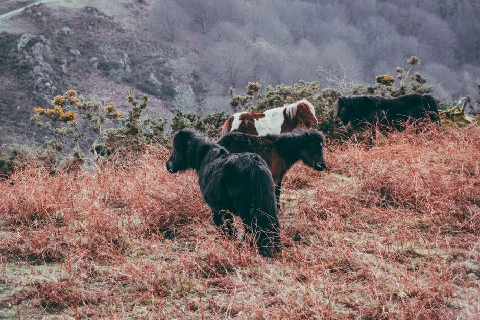 Farmers Demand Dartmoor Pony Cull as Grazing Land Dispute Escalates — Economy Business