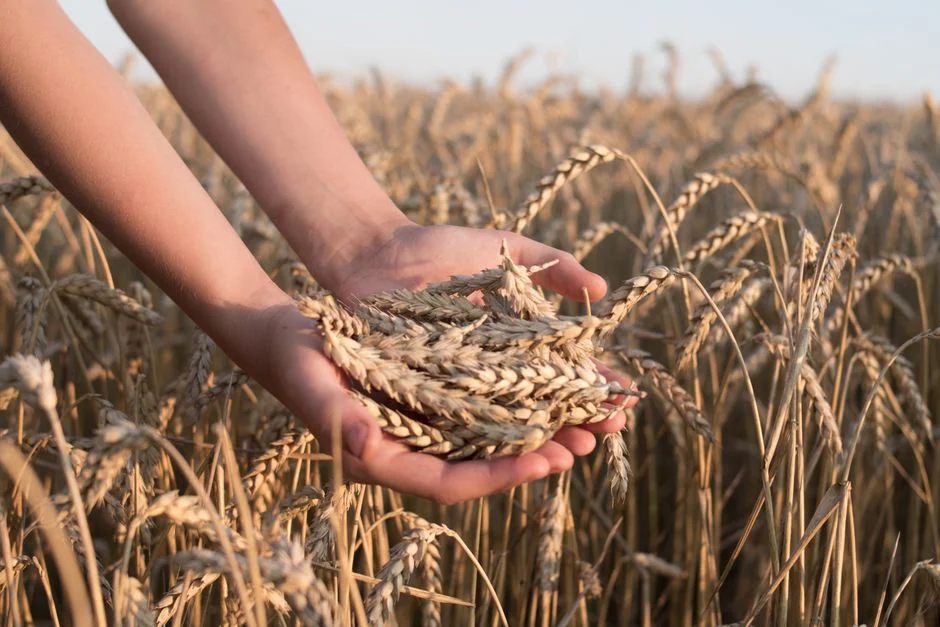 Grain SA Slams ITAC Wheat Tariff Decision — Farmers Brace for Impact — Politics