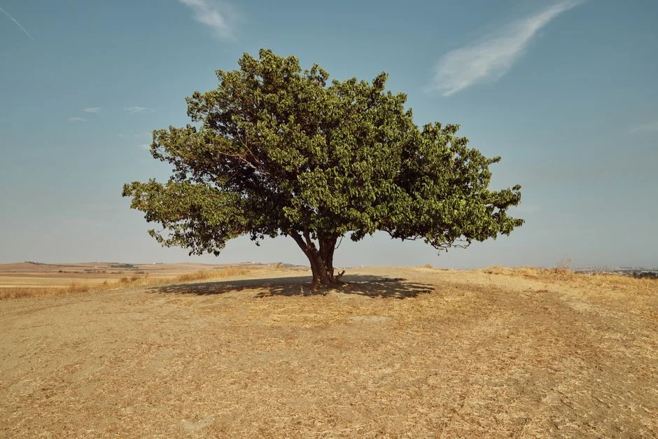 Israel's Million-Tree Project Exposes Ecological Cost of Reforestation — Science