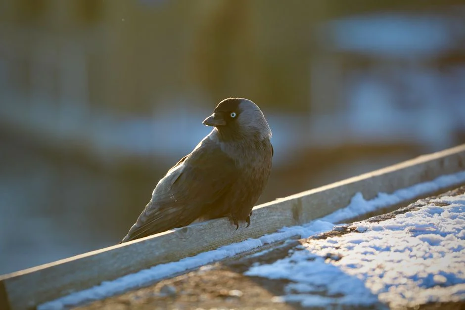 Jackdaw Claims Gas Field Won't Impact Climate — Economic Stakes High — Environment