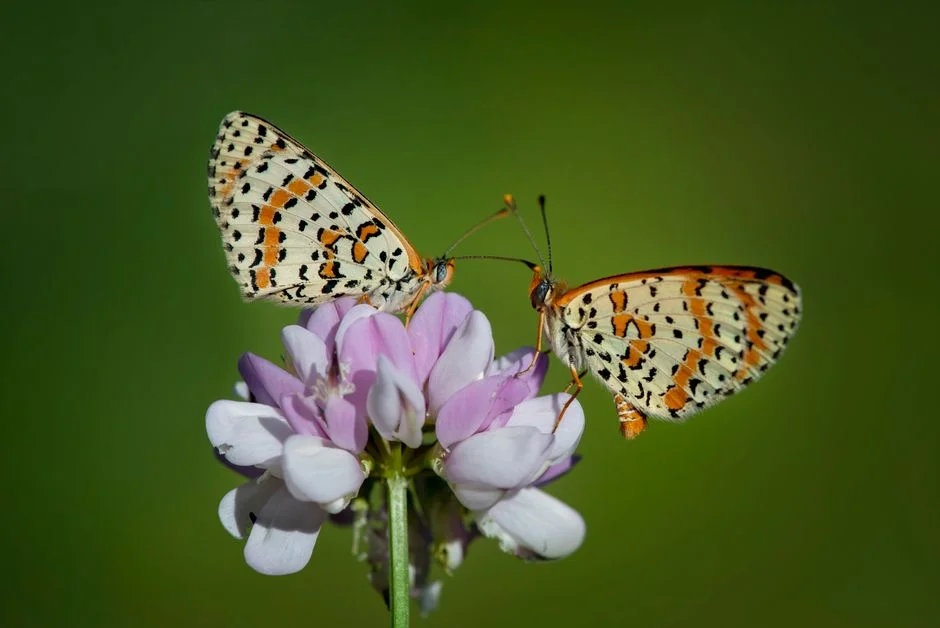 Kent Butterfly Population Surges 90-Fold — and Investors Are Taking Notice