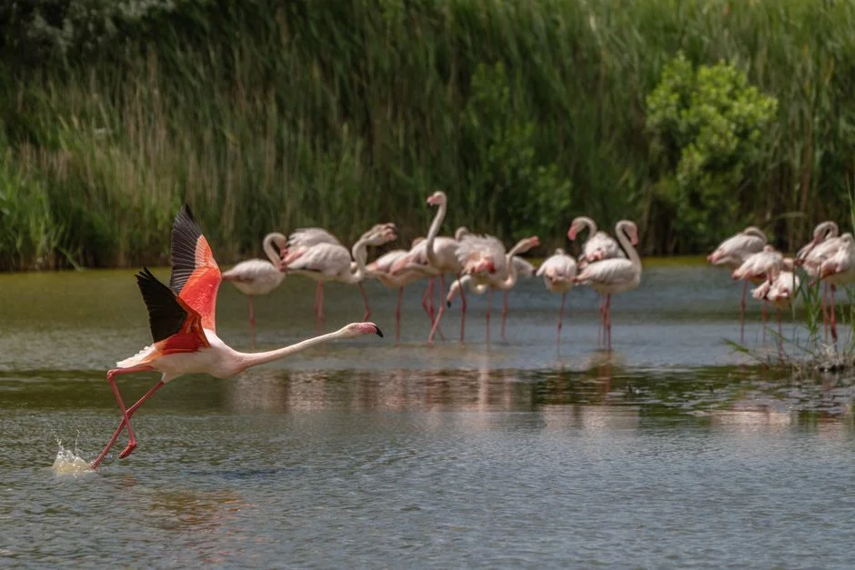 Morocco 2026: Flamingos' Final Push Triggers Market Jitters — Opinion