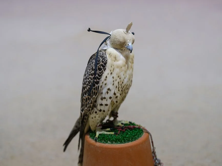 NG Reports Significant Hatch Rate of Peregrine Falcons — Impact on Biodiversity Assessed