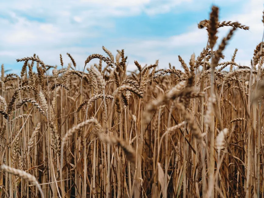 Nigeria Halts Wheat Imports — Prices Are Already Rising