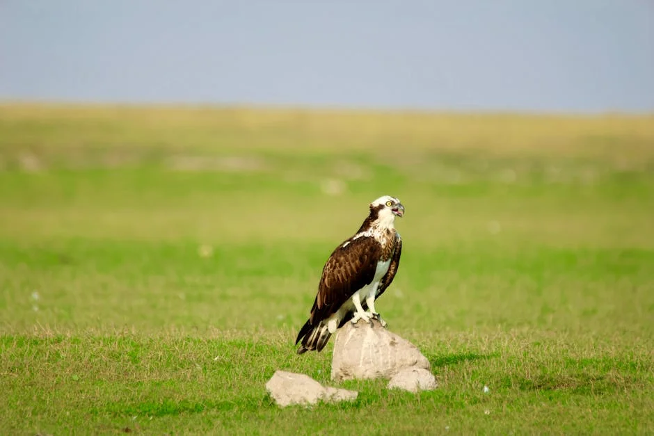 Ospreys Hatch Final Egg—Webcam Boosts Birdwatching Industry in Scotland — Health