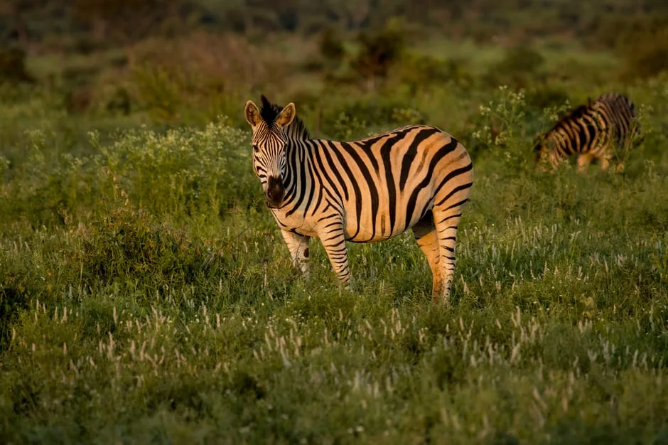 South Africa Hosts Biodiversity Summit — Markets Eye Green Investment Surge