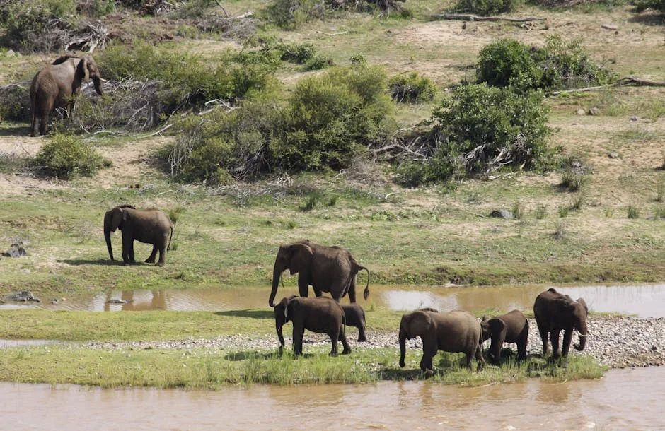 South Africa's Environment Minister Faces Tough Questions on Kruger Murders