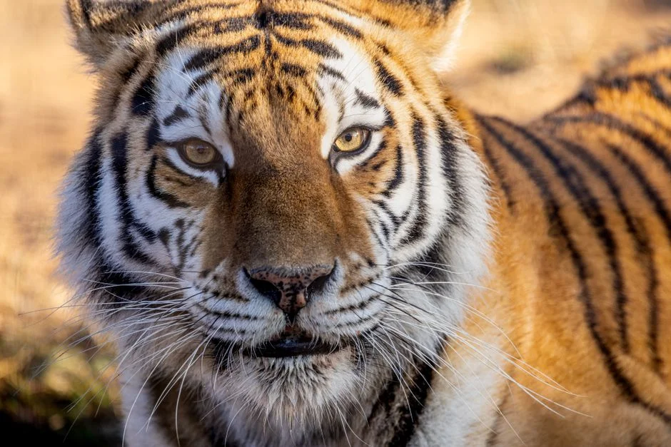 Tiger Brands Defends Rising Prices Amid Inflation Pressures on Consumers